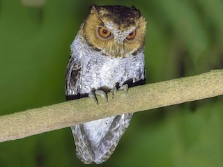  - Negros Scops-Owl