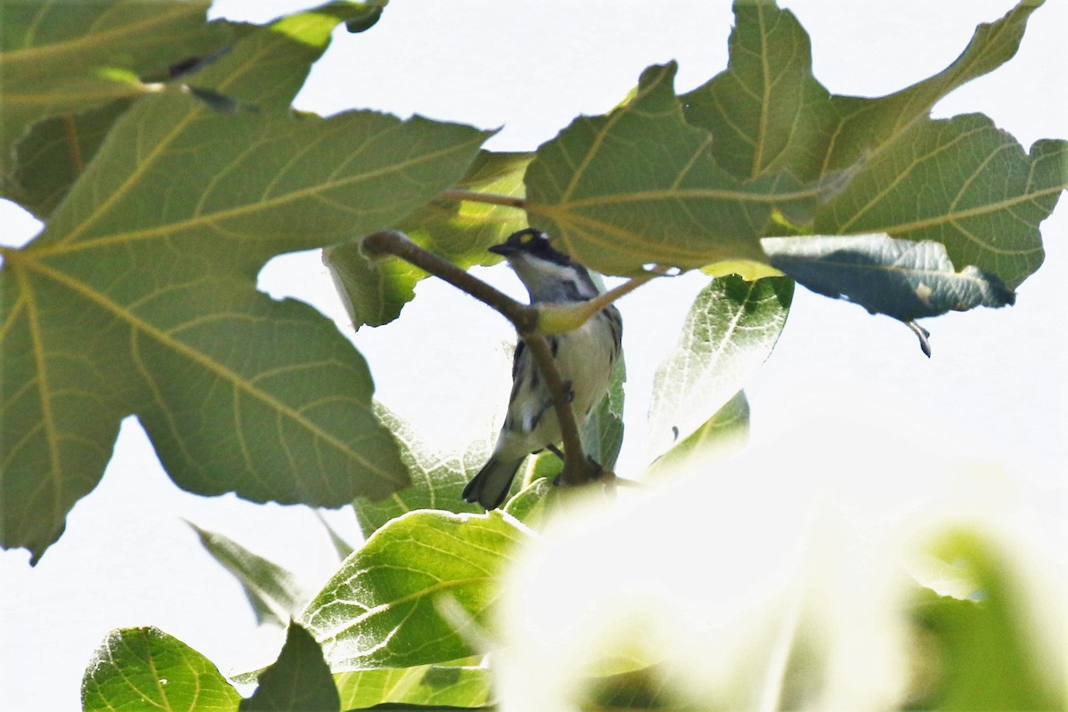 Black-throated Gray Warbler - ML364418201