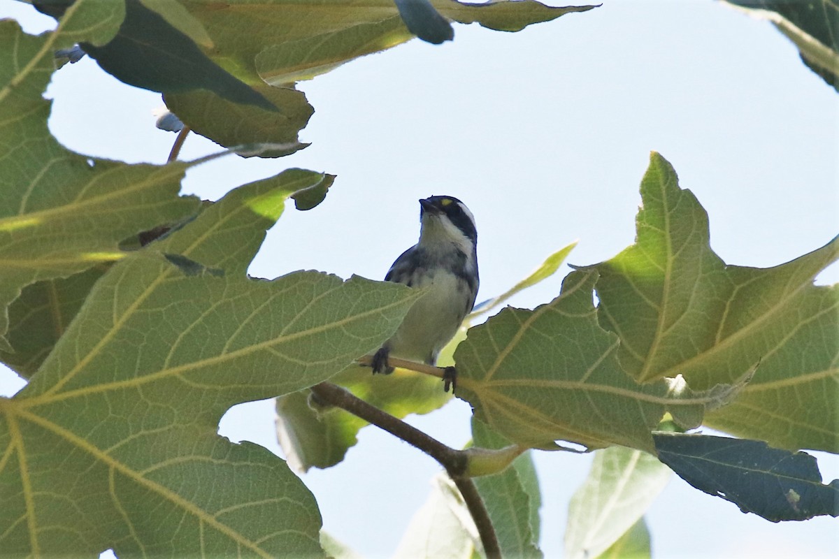 Black-throated Gray Warbler - ML364418211