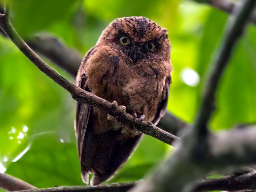 Sao Tome Scops-Owl - Lars Petersson