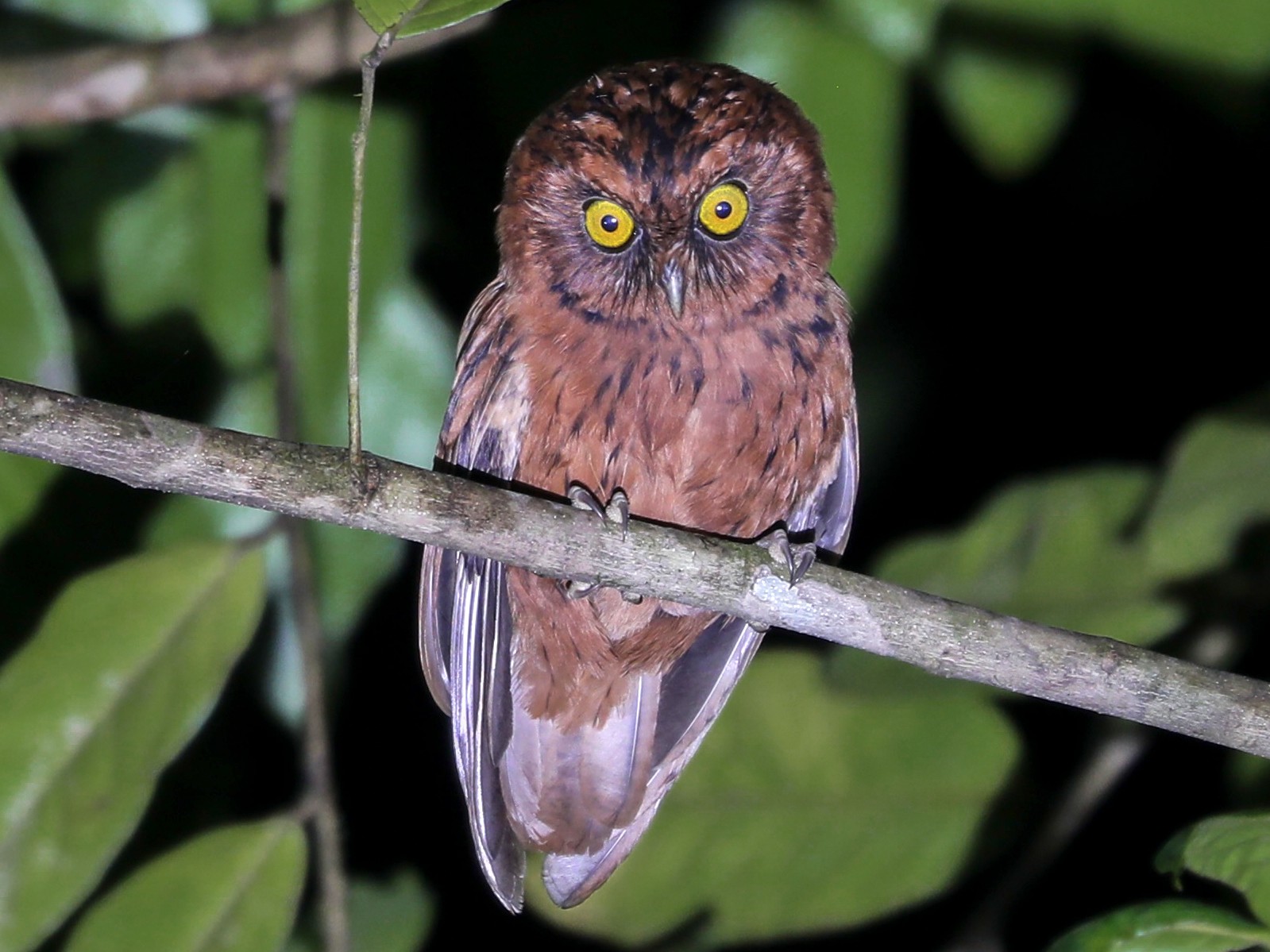 Sao Tome Scops-Owl - Ross Gallardy