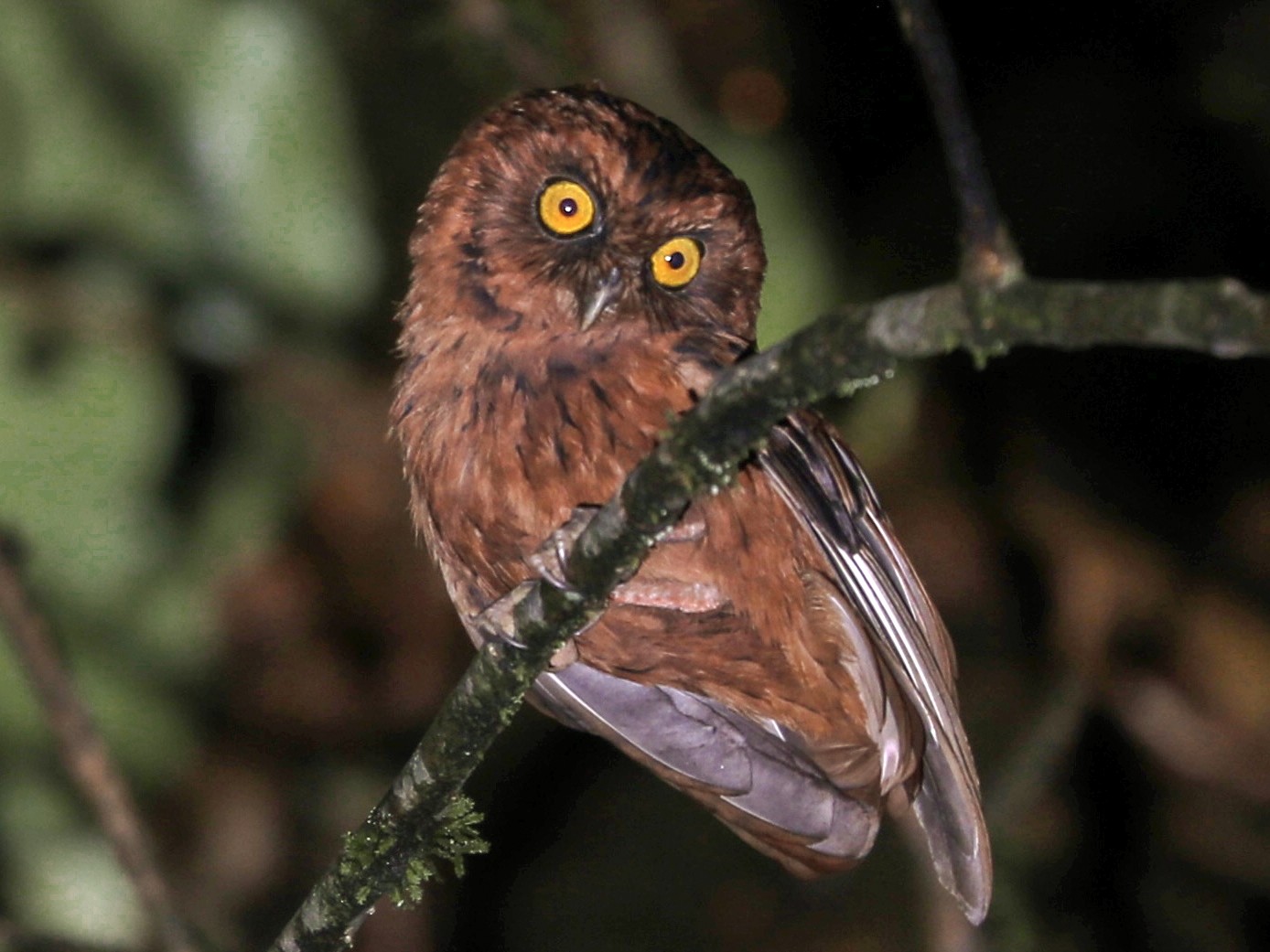Sao Tome Scops-Owl - eBird
