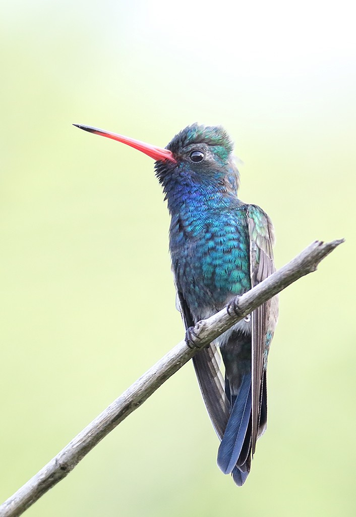 Turquoise-crowned Hummingbird - ML364420901