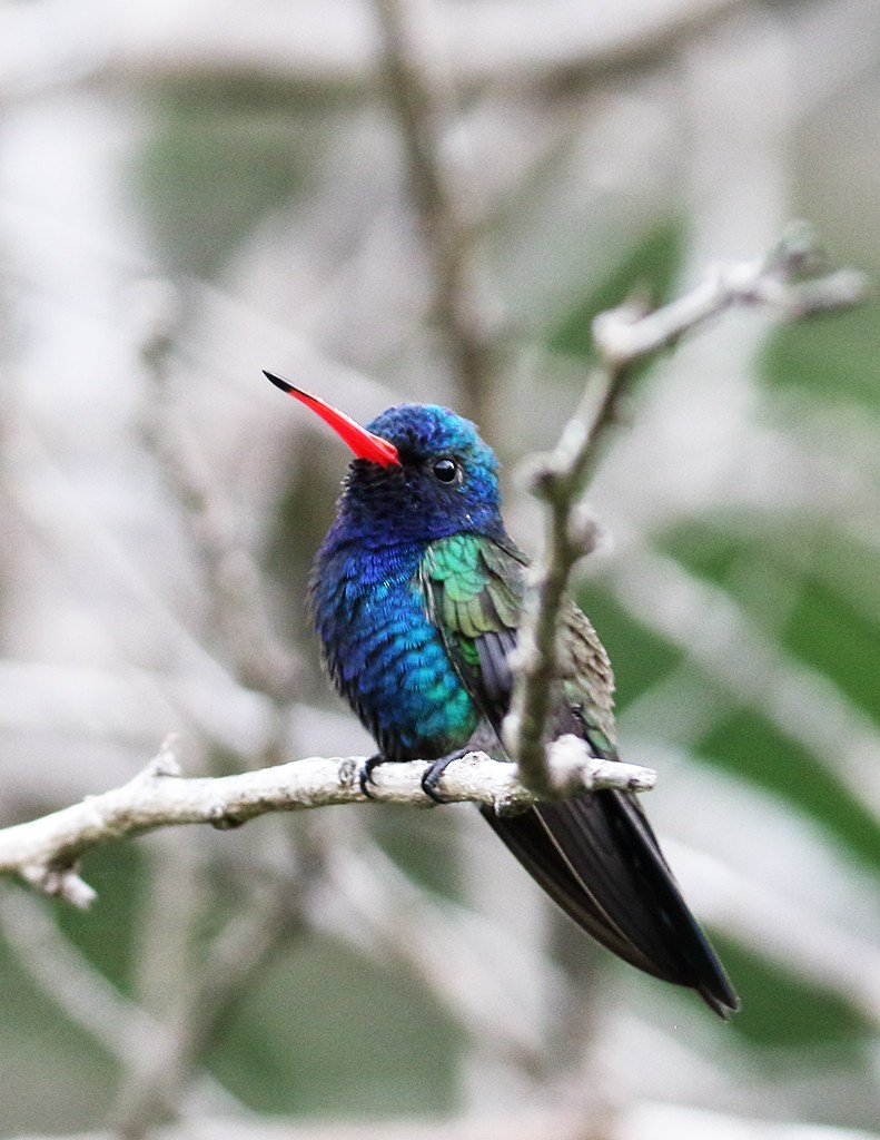 kolibřík aztécký - ML364421181