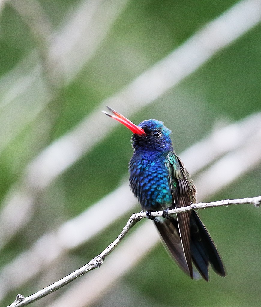 Turquoise-crowned Hummingbird - ML364421191