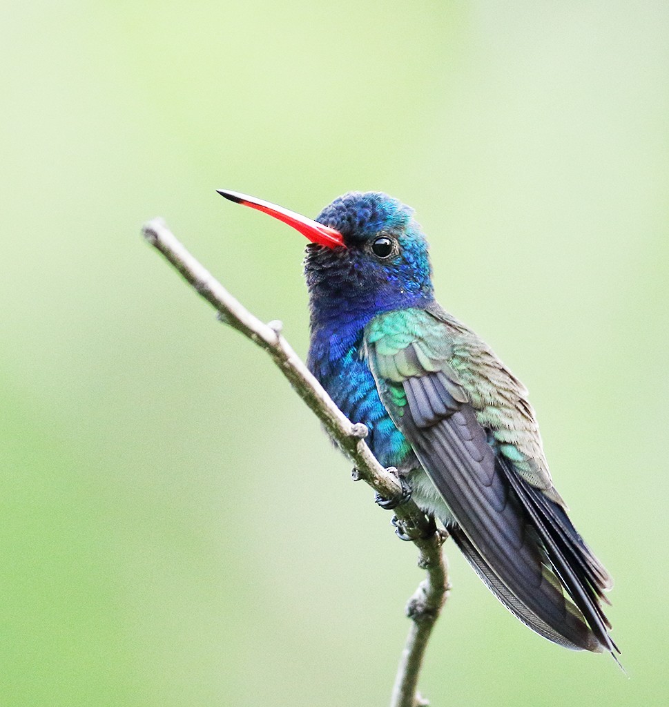 Turquoise-crowned Hummingbird - ML364421201