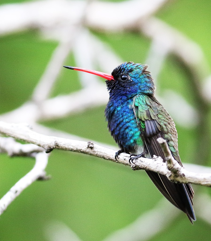 Turquoise-crowned Hummingbird - ML364421211