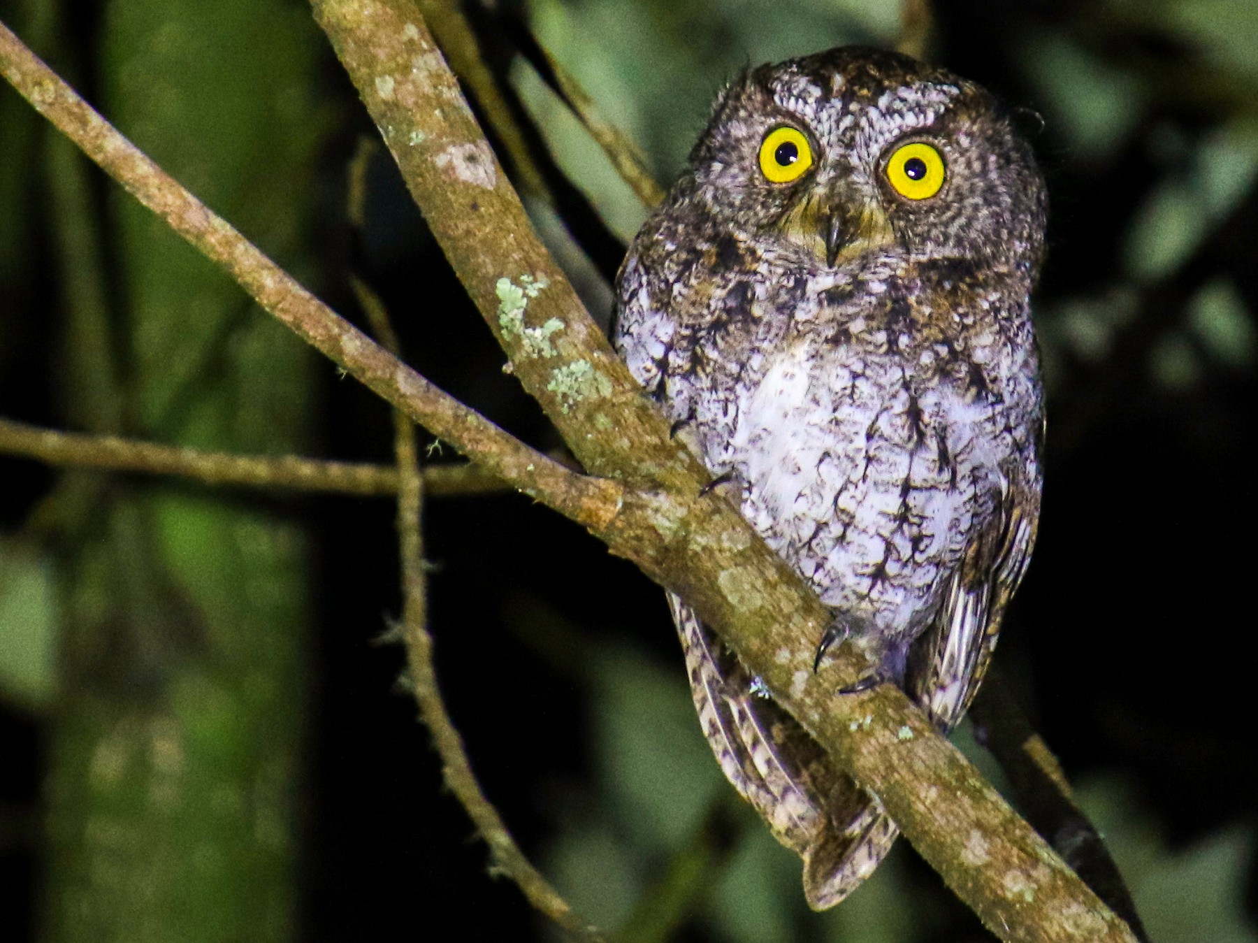 Mindanao Scops-Owl - eBird