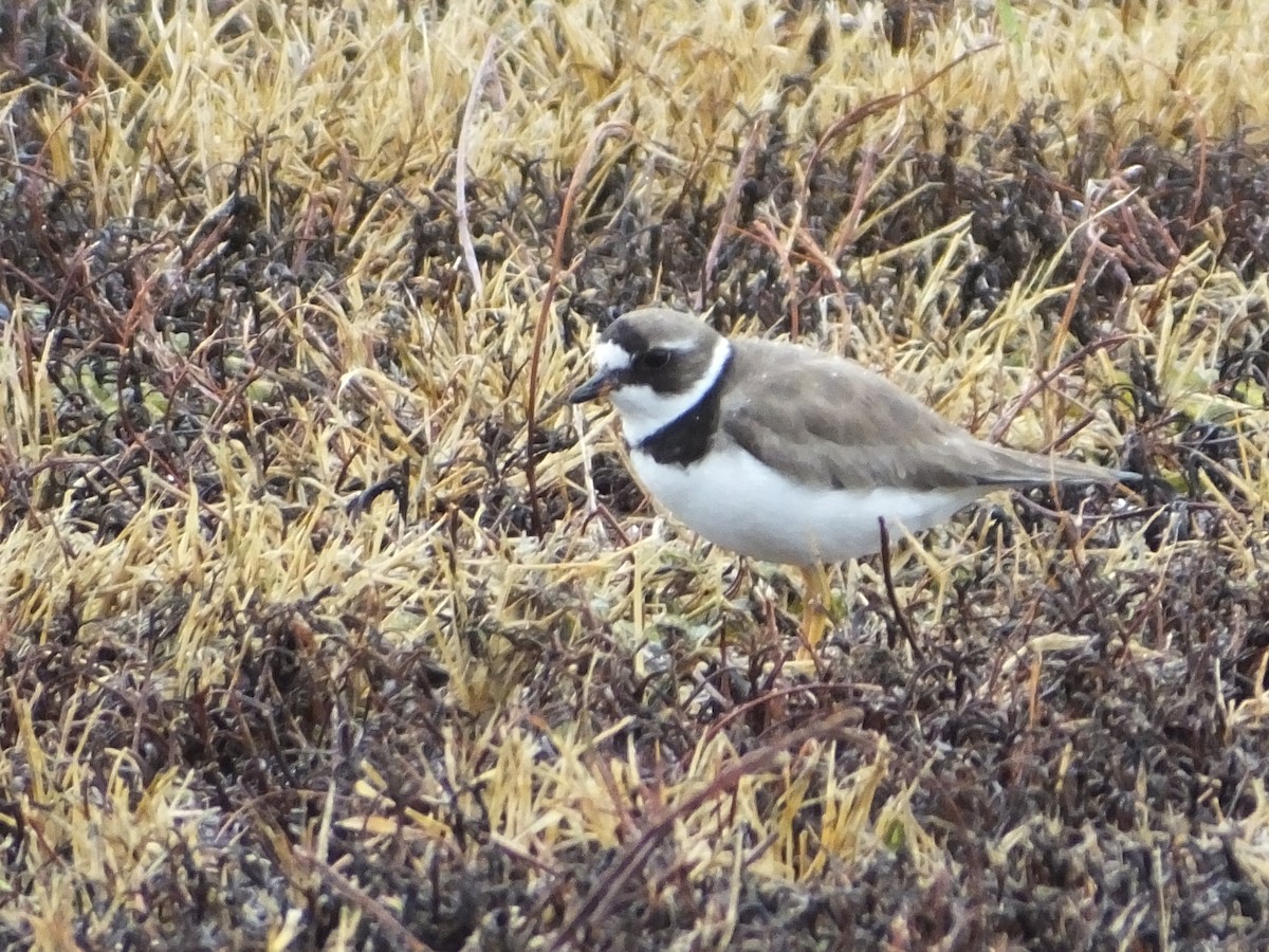 Semipalmated Plover - ML364423111