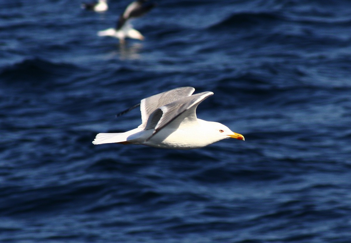 Yellow-legged Gull - ML364423501