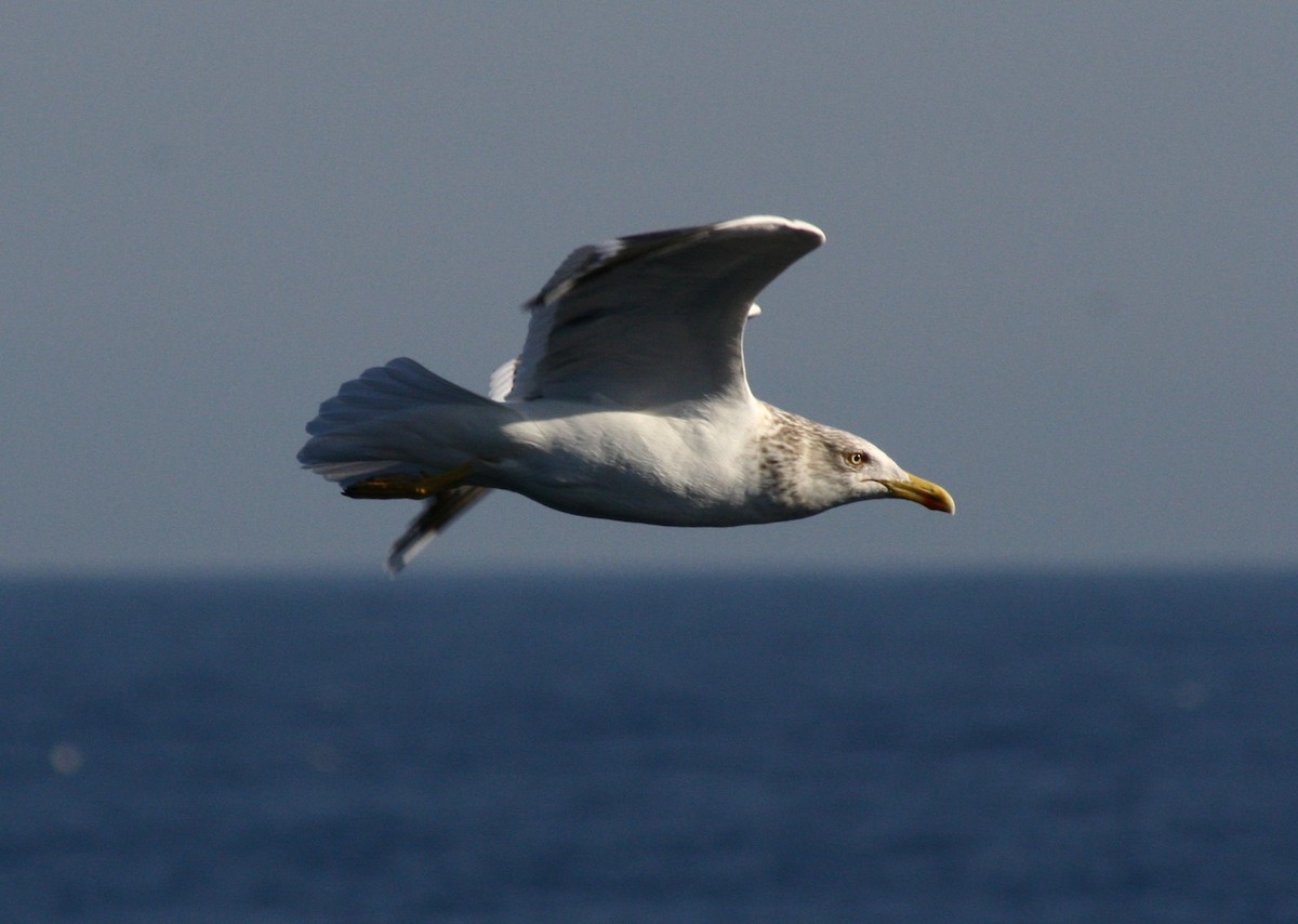 Yellow-legged Gull - Alexandre Hespanhol Leitão