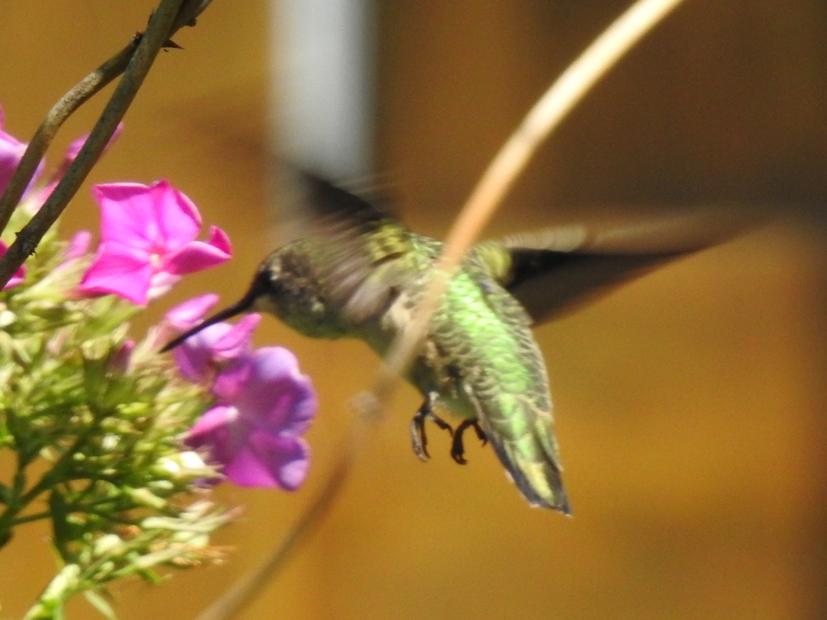 Ruby-throated Hummingbird - ML364425471