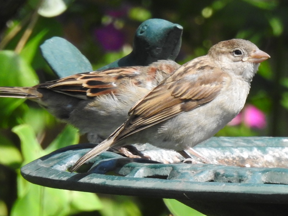 House Sparrow - ML364425531