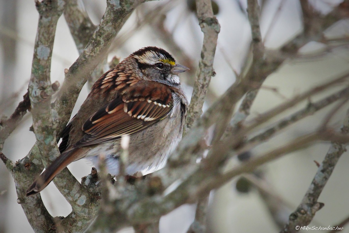 White-throated Sparrow - Mike Schanbacher