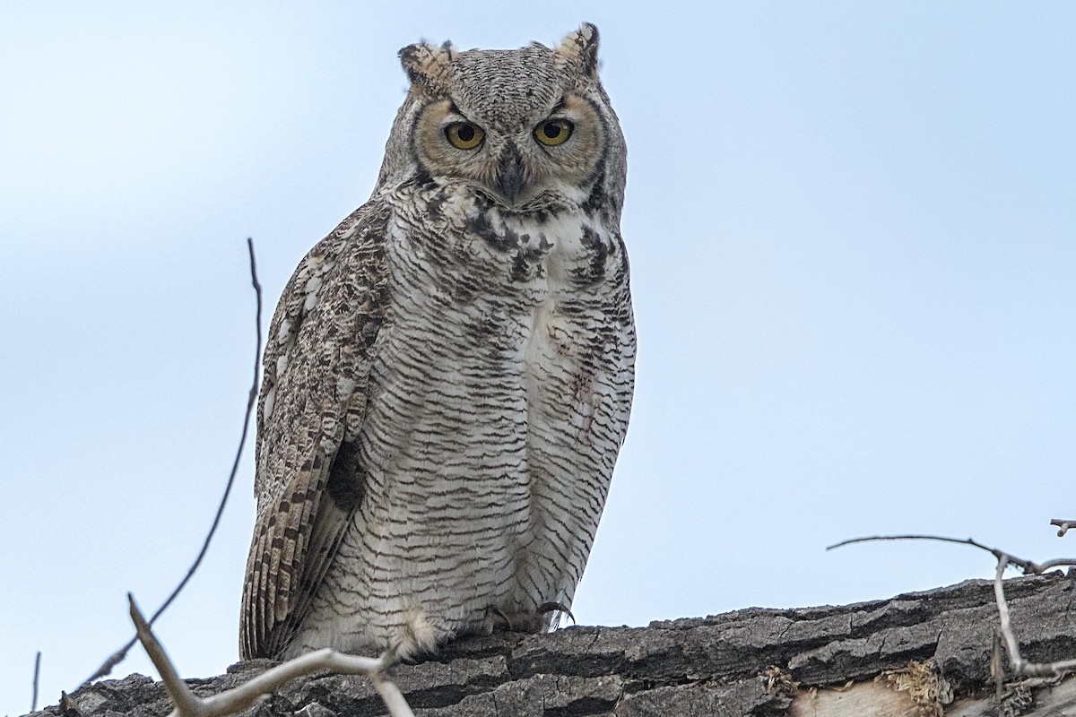 Great Horned Owl - ML36442621