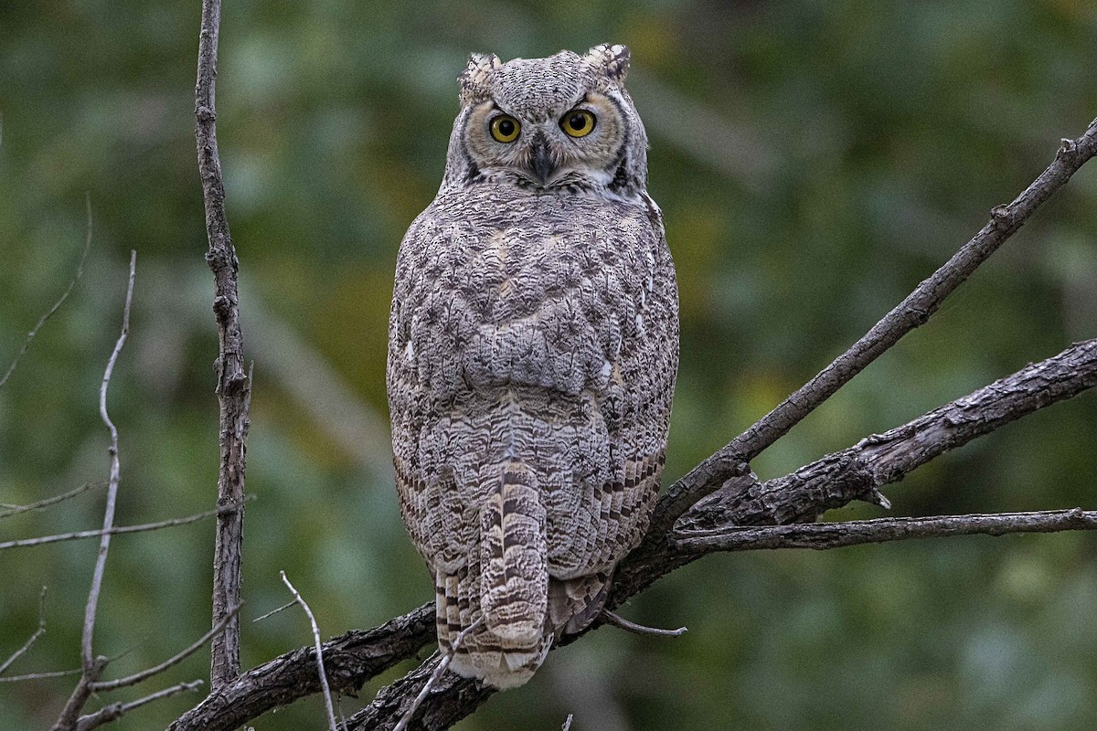 Great Horned Owl - ML36442631