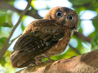  - Daniel López-Velasco | Ornis Birding Expeditions - ML364427321