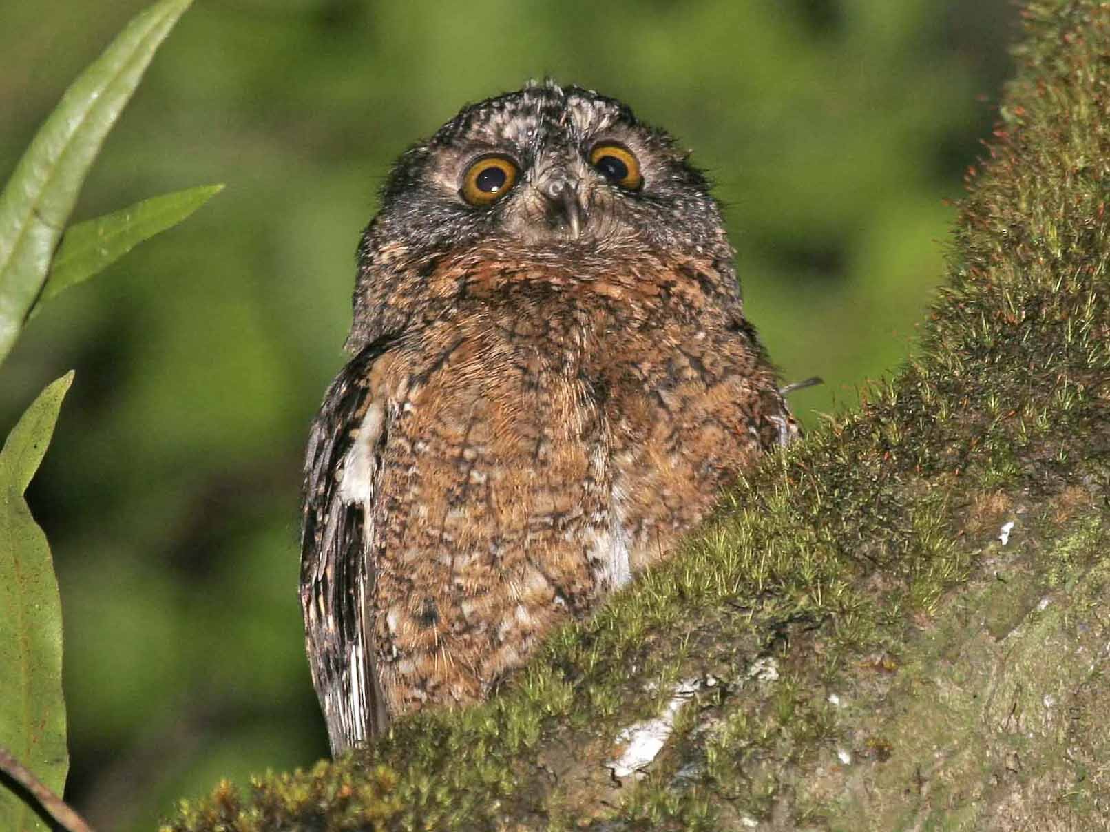 Comoro Scops-Owl - eBird