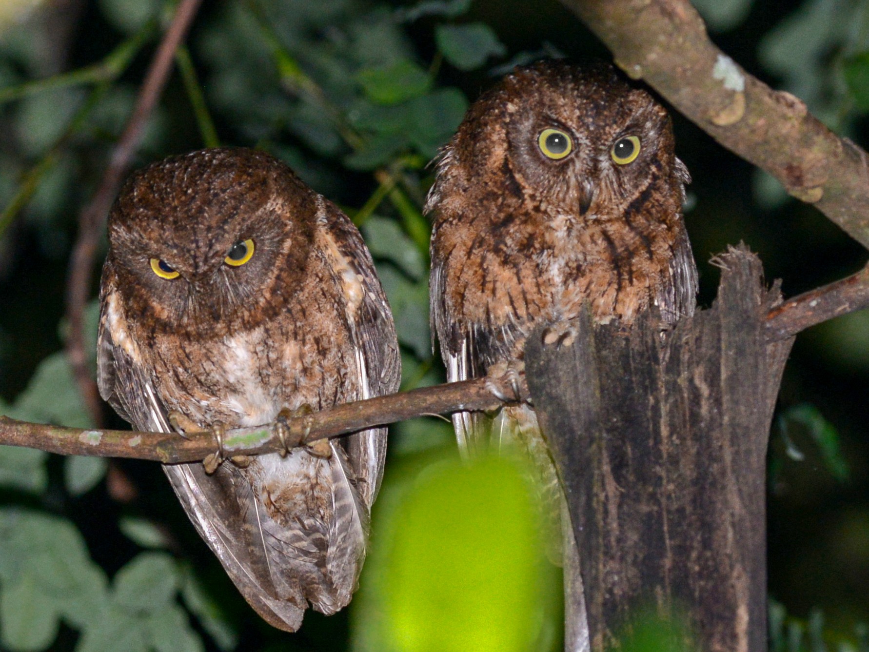 Mayotte Scops-Owl - Alan Van Norman