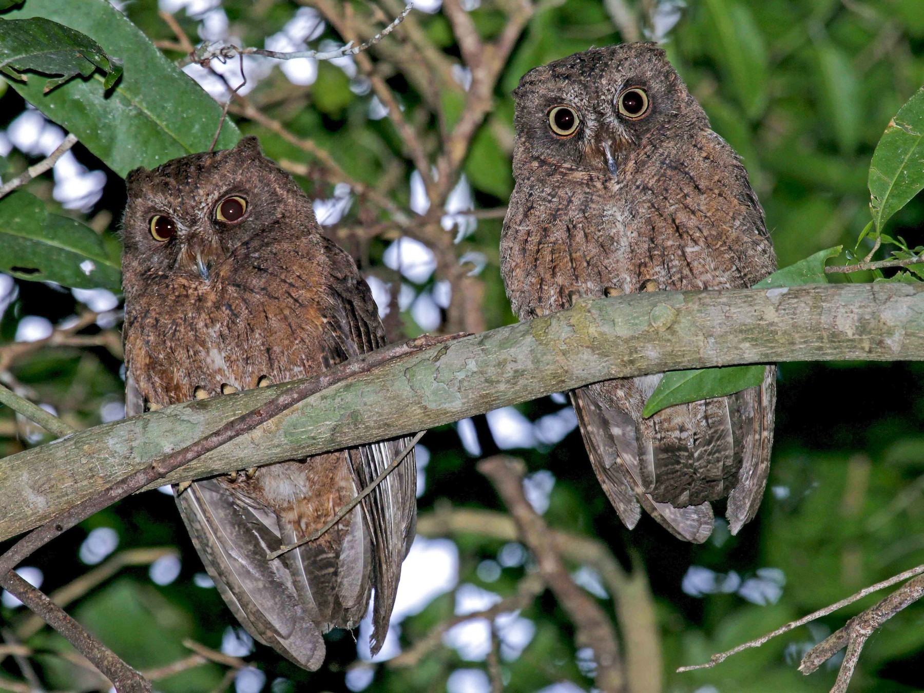 Mayotte Scops-Owl - Pete Morris