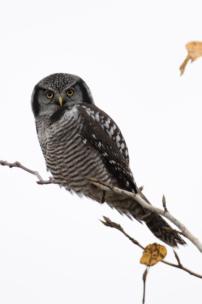 Northern Hawk Owl - Enric Fernandez