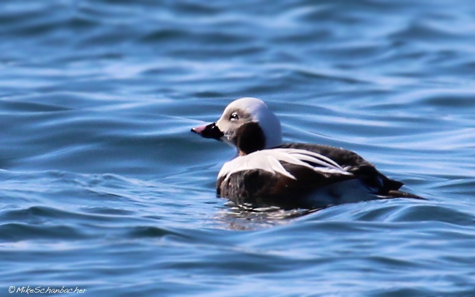 Long-tailed Duck - ML36443791
