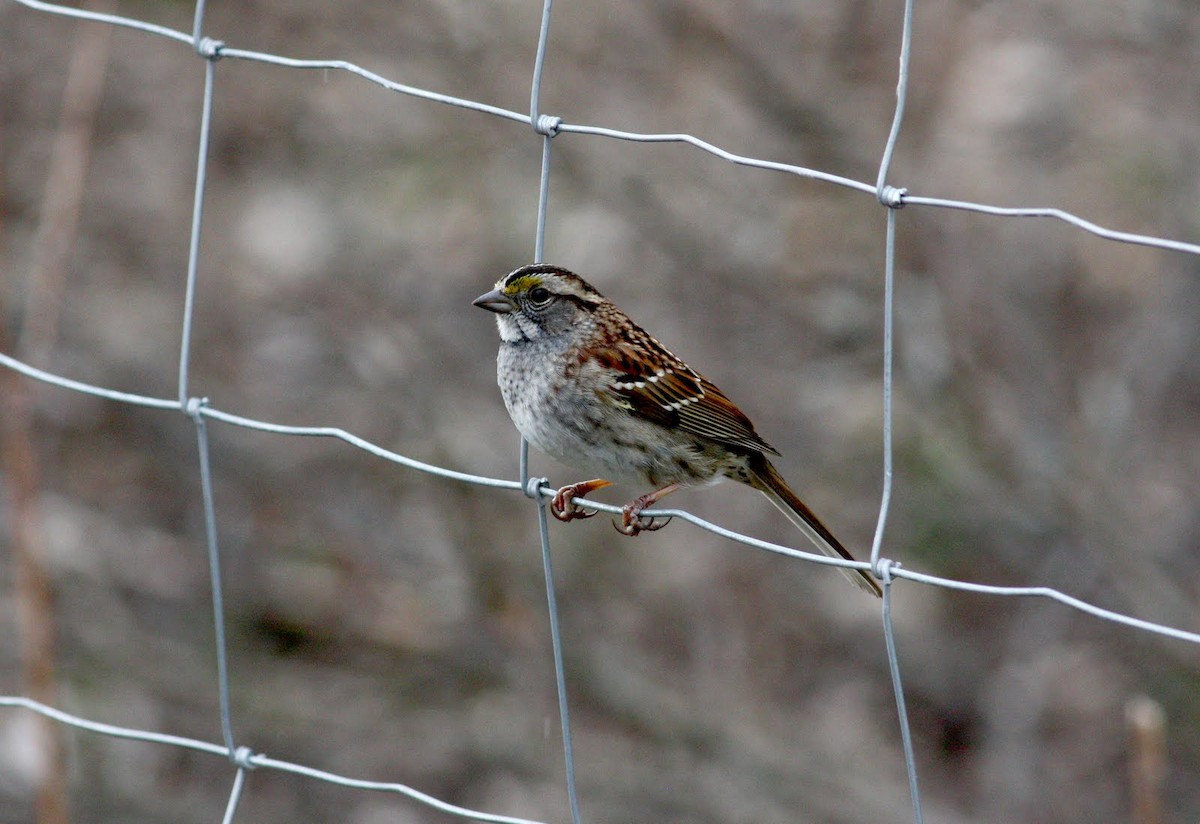 White-throated Sparrow - ML36443941