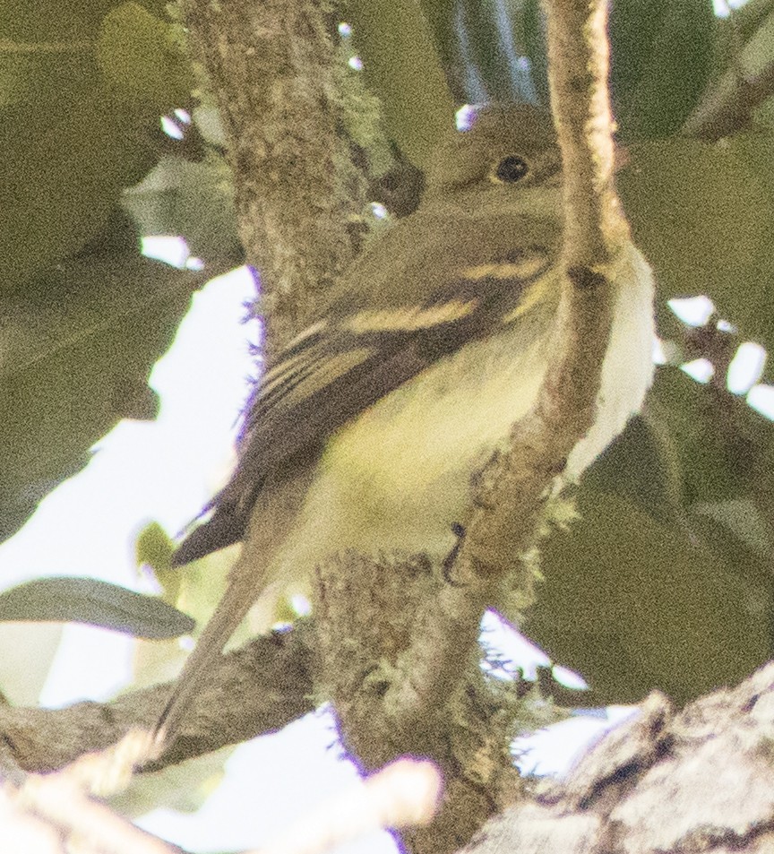 Yellow-bellied Flycatcher - Breanna Perry