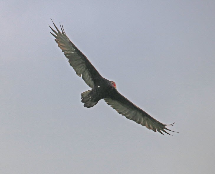 Turkey Vulture - ML364443731
