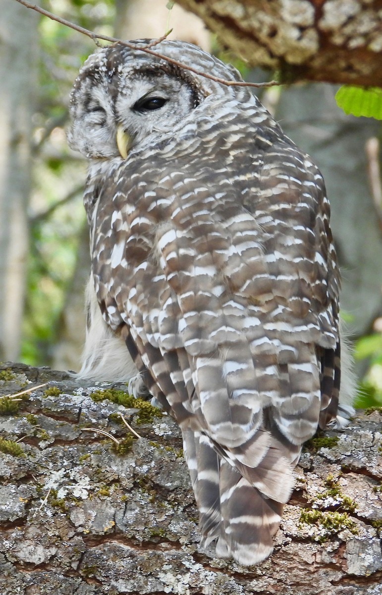 Barred Owl - ML364452371