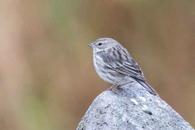 Ash-breasted Sierra Finch