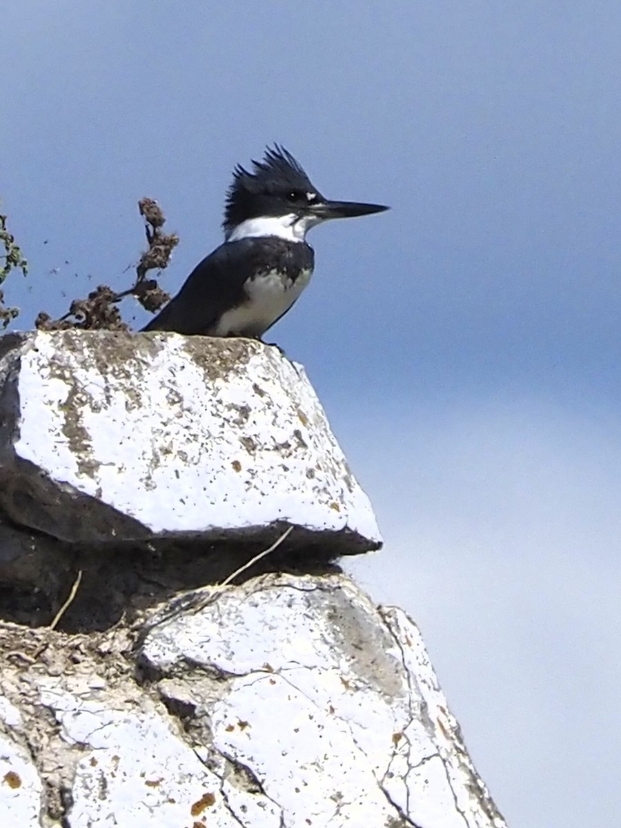 Belted Kingfisher - ML364460761