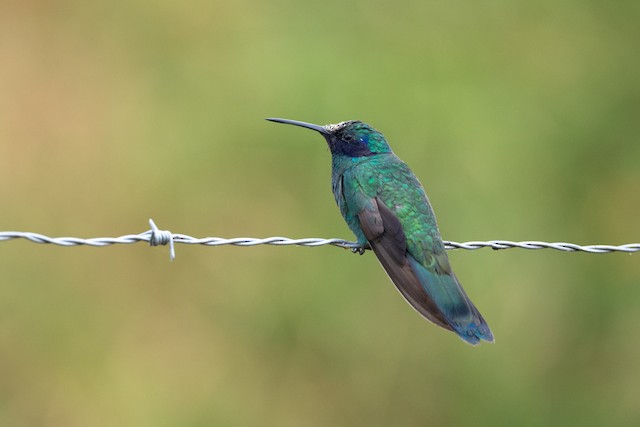 Sparkling Violetear