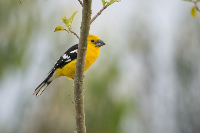 Golden Grosbeak