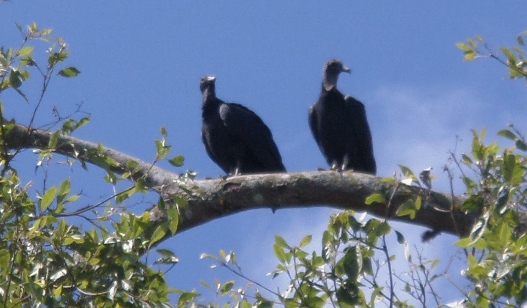 Black Vulture - ML364464761