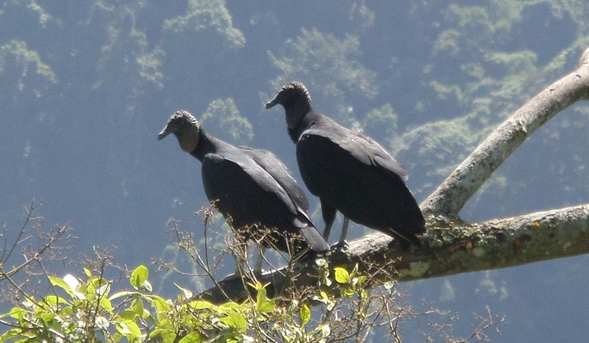 Black Vulture - ML364464771