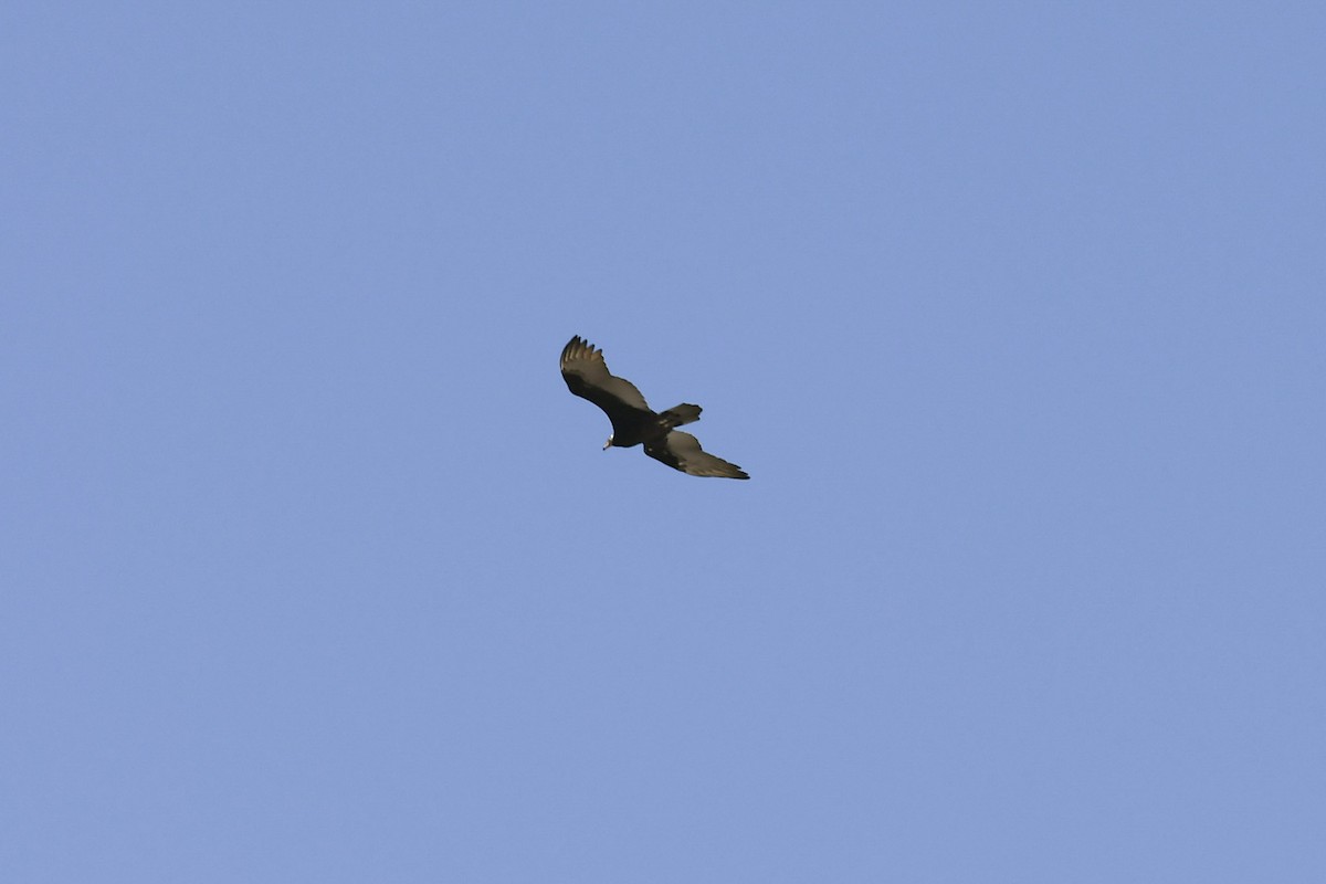 Turkey Vulture - ML364465781