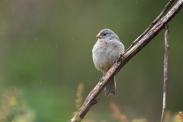 Plain-colored Seedeater