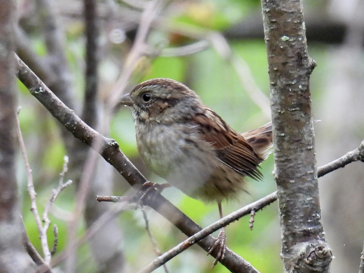 Swamp Sparrow - ML364470551