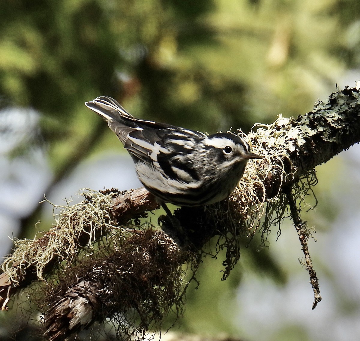 Black-and-white Warbler - ML364477981