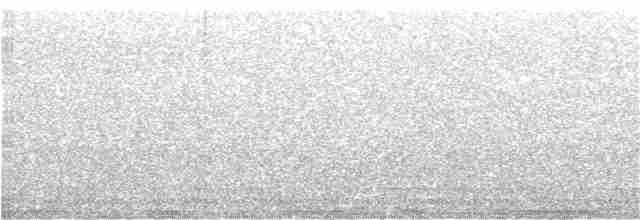 holub madeirský - ML364483061