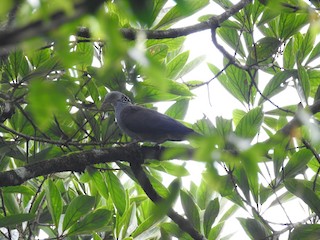 Nilgiri Wood-Pigeon, ML364485951