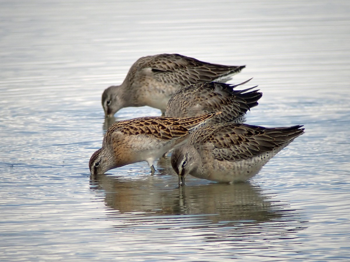 Long-billed Dowitcher - ML364490151