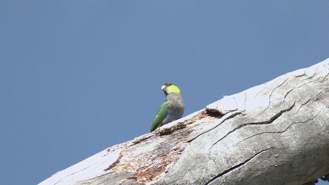 Red-capped Parrot - ML364491341