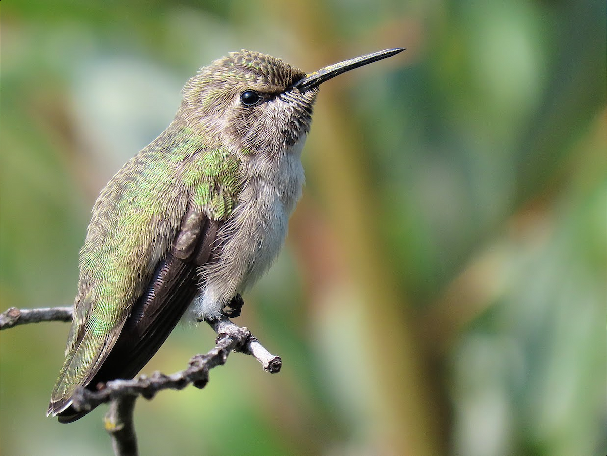 Costa's Hummingbird - ML364496811