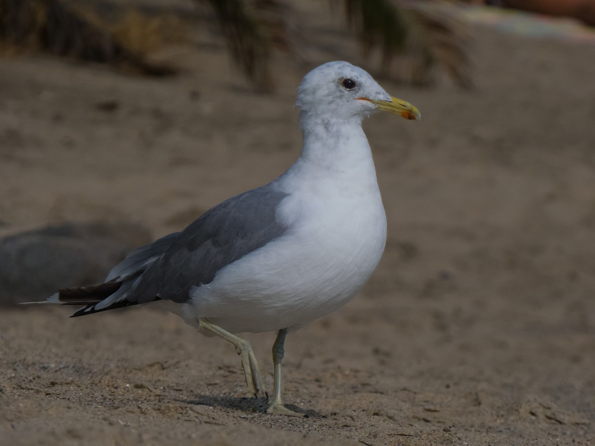 California Gull - Braxton Landsman