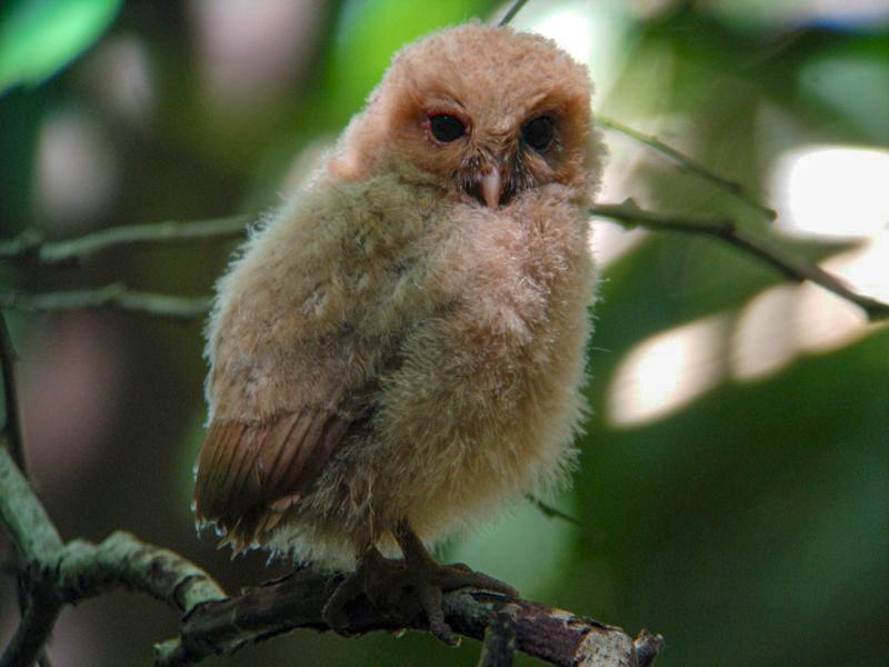 Palau Owl - Michael Retter
