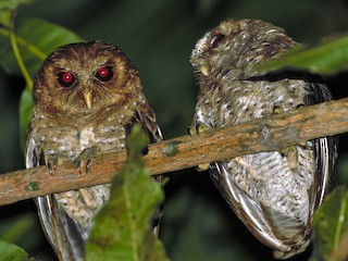 カキイロコノハズク - eBird