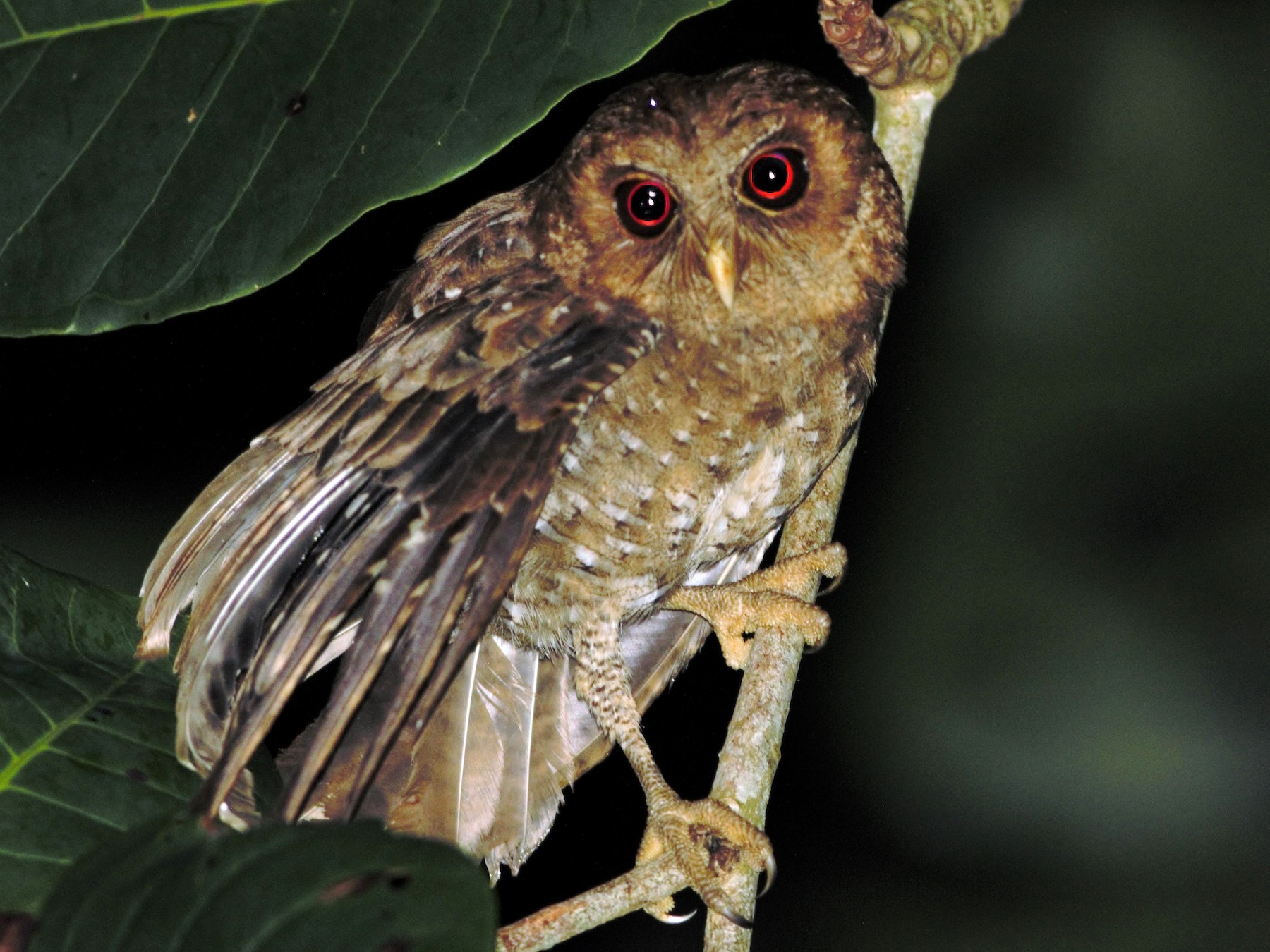 Palau Owl - Greg Roberts