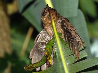 カキイロコノハズク - eBird